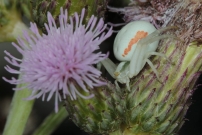 Une araigne-crabe (Araneae - Thomisidae - Misumena vatia)
